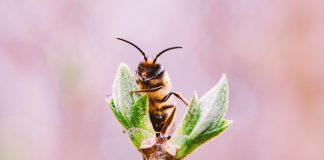 Pawsitively Hilarious Jokes #50