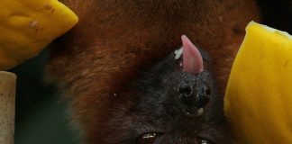 Pawsitively Hilarious Jokes #51