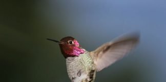 Guarding like a Hummingbird anna's humming bird flight