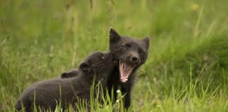 Top Ten Animals Playing Games arctic fox playing