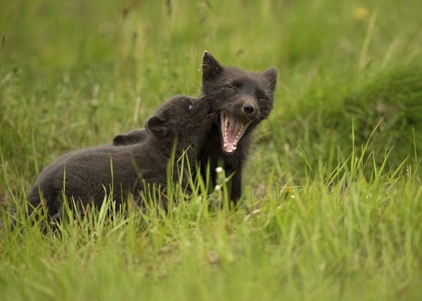 arctic fox playing