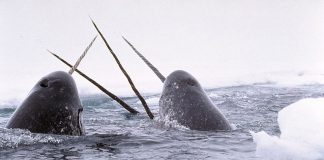 Unicorn of the Sea arctic water narwhal