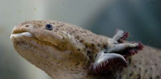 Legend of the Salamander axolotl salamander