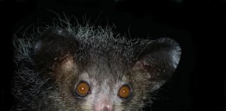 Top Ten Ugliest Animals Aye-aye