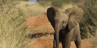 Top Ten Cutest African Animal Babies baby elephant