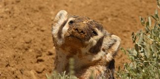 Caption This: What is this Badger Thinking?