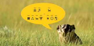 Can You Decode these Badger Jokes?