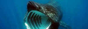 Basking Shark, Cetorhinus maximus