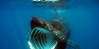 Top Ten Unusual Sharks Basking Shark, Cetorhinus maximus