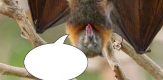 Caption This! What’s This Bat Thinking?