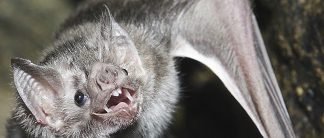 What Kind of Bat Are You?
