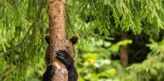 Caption This! What’s This Bear Thinking?