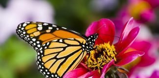 Butterfly Taste Test beautiful monarch buttefly