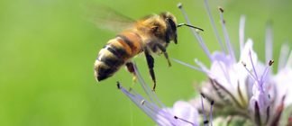 Build Your Own Bee Condo