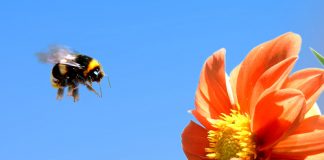 All about the Western Bumblebee