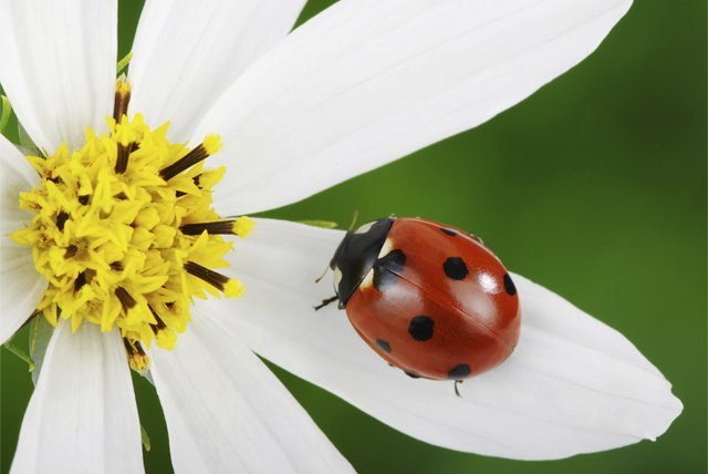 Ladybug
