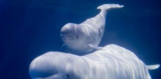 Beluga Whales: The Captain of Climate Change Research