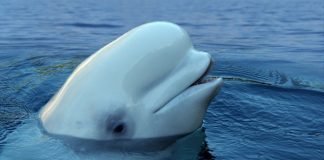 Will you be a beluga buddy?