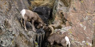 Caption This: What are these Bighorn Sheep Thinking?