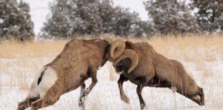 Ramming Rams in a Rut