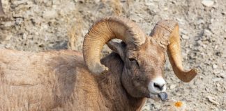 It’s Bighorn Sheep Week!