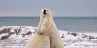 Animal Hugs for Valentines!