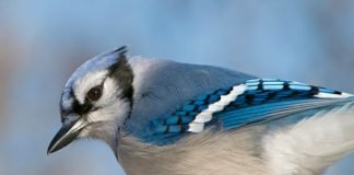A Moody Blue Jay
