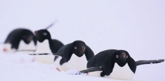 Animal Winter Olympics bobsleigh penguins