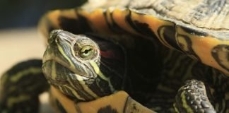 Top Ten Facts about Turtle Shells Brazil turtle