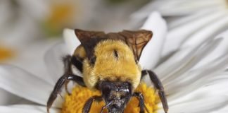 Top Ten Things You Didn’t Know about Bumble Bees bumble bee tongue