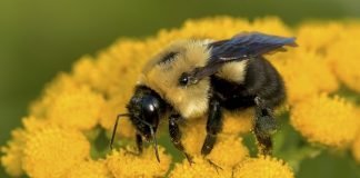 Beavers, Bumblebees, and Bunchgrass! An Adventure in the Bunchgrass Hills with Sarah Bayliff Common Eastern Bumblebee