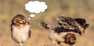 Caption This: What’s this Burrowing Owl Thinking?