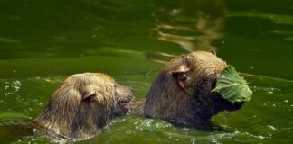 Caption this: What are these bush dogs saying?