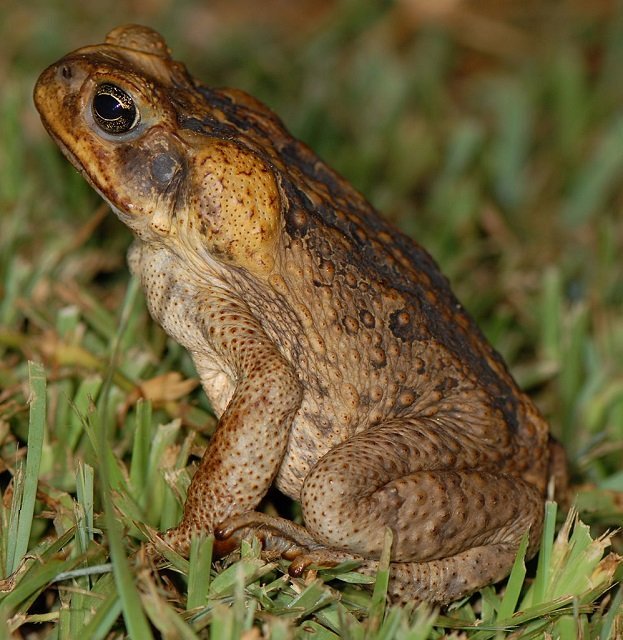 cane toad 2 - Sam Fraser-Smith