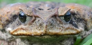 Ten of the World’s Most Invasive Species