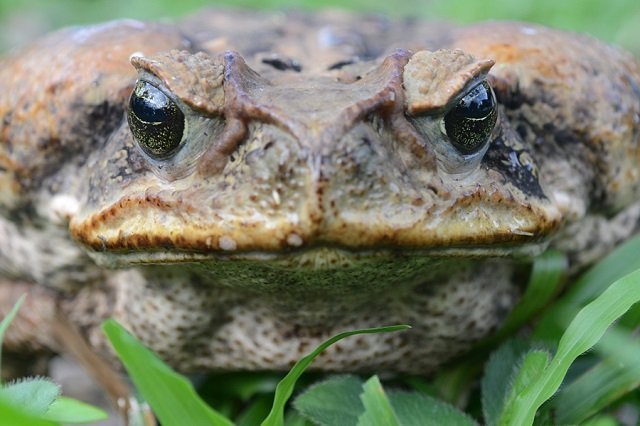 cane toad - Geoff Gallice