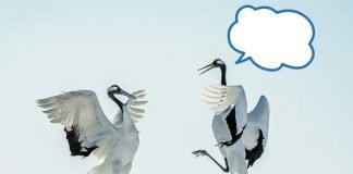 Caption This! What’s This Crane Thinking?