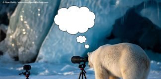 Caption This: What’s this Polar Bear Thinking?