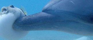 Caption This! What are these animals thinking?