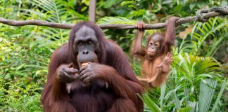Caption This: What is this Baby Orangutan Thinking?