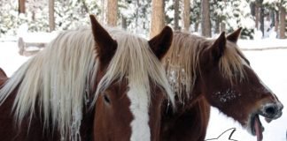 Caption This! What’s This Horse Thinking?