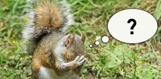 Caption This! What’s this Squirrel Thinking? squirrel caption