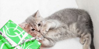 Make Your Holiday Gift-Giving Greener!