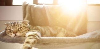 The Power of the Sun