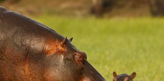 Do You Know These Facts About Hippos?