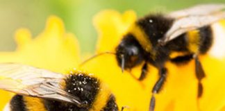 What Kind of BEE Would You BE?