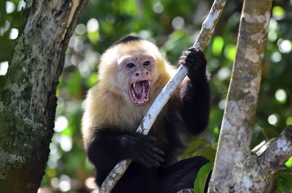 cebus_monkey_teeth