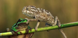 Caption This: What is this Chameleon Thinking?