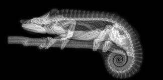 Check out these super cool animal x-rays!