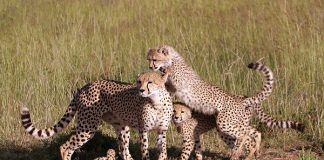 Top Ten Animal Families cheetah family cats